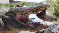 Berenang bersama buaya di Colorado Gators. Foto: Foxnews.