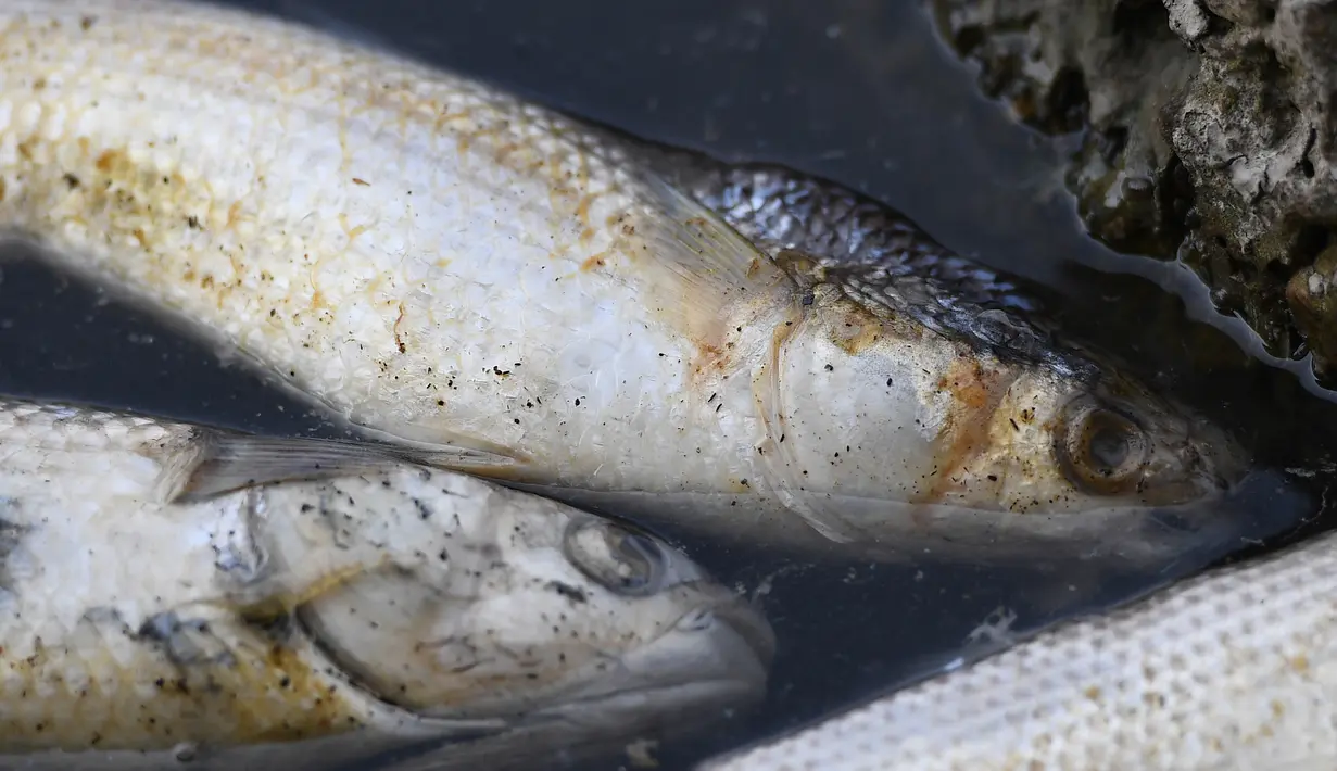 Sejumlah ikan mati mengambang di Laguna Etang de Berre, dekat Marseille, Prancis (1/7/2019). Gelombang panas selama sepekan di laguna menyebabkan penurunan kadar oksigen yang mengakibatkan kematian beberapa ton ikan. (AFP Photo/Boris Horvat)