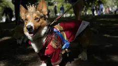 Ruffus, seekor Cardiganshire Corgi, ikut serta dalam parade anjing corgi untuk mengenang mendiang Ratu Elizabeth II, di luar Istana Buckingham, di London, Minggu, 3 September 2023.  (AP Photo/Alastair Grant)