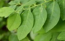 11 Manfaat Daun Katuk untuk Kesehatan dan Kandungannya, Bantu Tingkatkan ASI