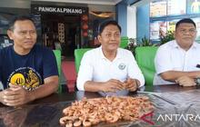 Fakta Menarik: Badan Mutu KKP Jamin Kualitas Udang Bangka Belitung Aman dari Isu Pencemaran