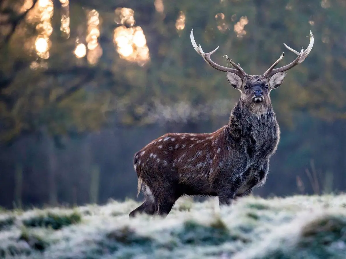 Misteri Di Hutan: Arti Melihat Rusa Dalam Mimpi
