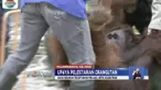 Orangutan kerap jadi buruan untuk bahan obat maupun dimusnahkan karena dianggap hama. Oleh karena itu, sejumlah pusat rehabilitasi upayakan melepasliarkan orangutan di alam bebas.