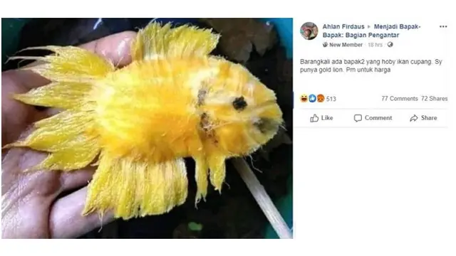6 Cara Kreatif Jualan Ikan Cupang Ini Bikin Pembeli Kaget
