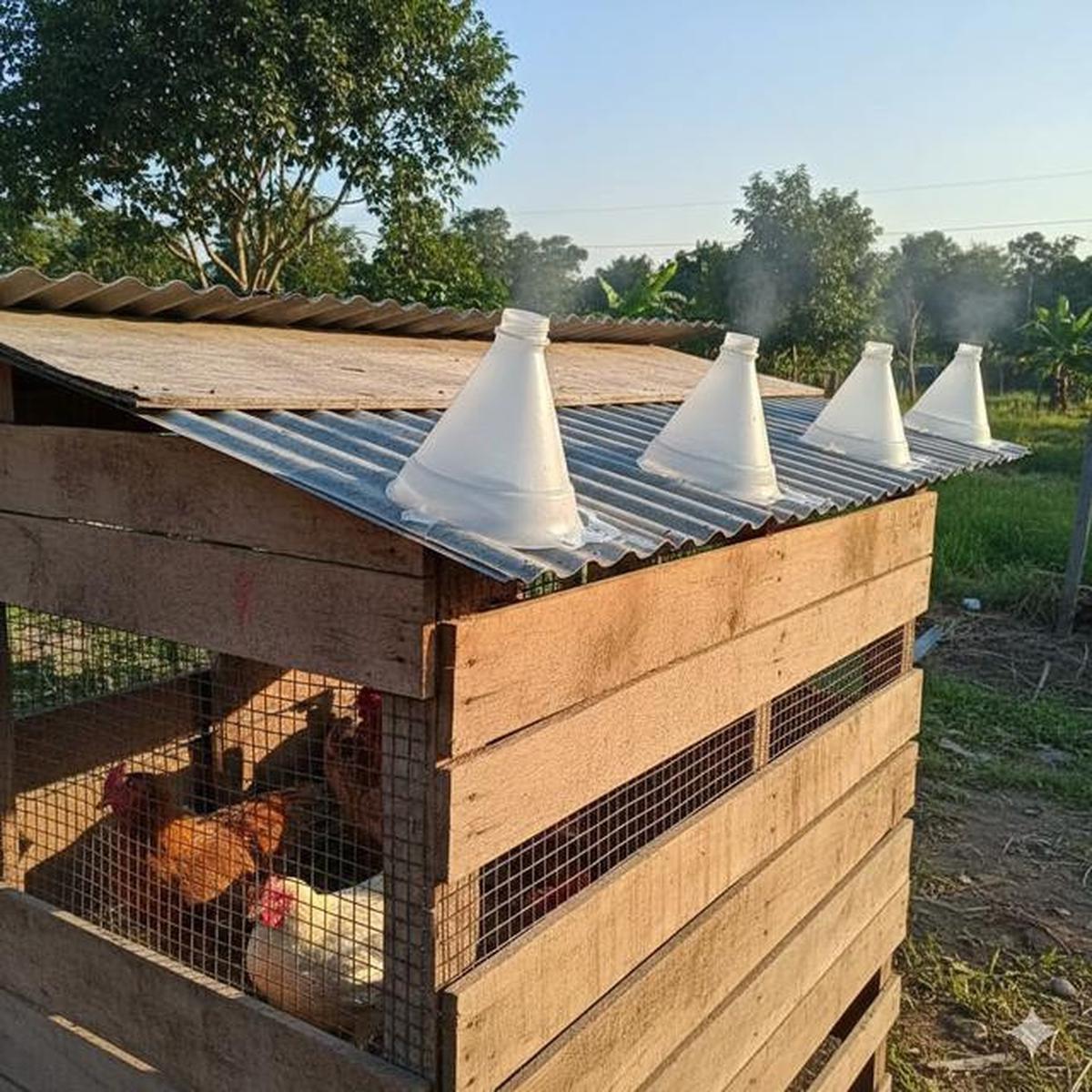 10 Desain Kandang Ayam dari Galon Bekas Sederhana, Ide Kreatif Ternak