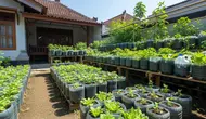 7 Inspirasi Pekarangan Produktif Menggunakan Galon Bekas, Solusi Berkebun Hemat