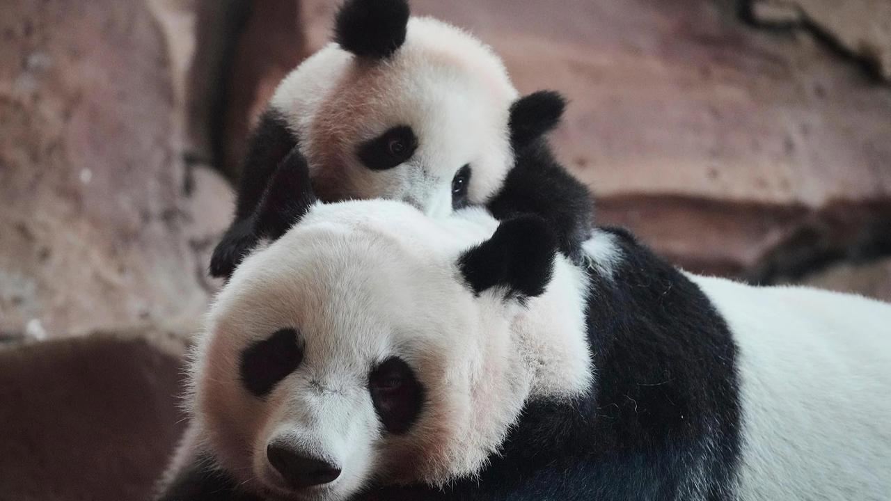 FOTO: Tingkah Lucu Rio Panda Raksasa Kelahiran Indonesia Curi Perhatian Pengunjung