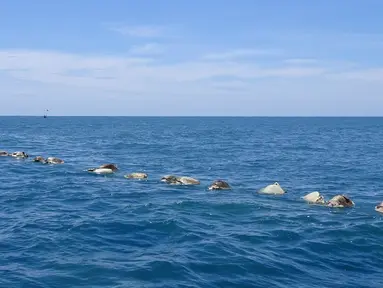Bangkai penyu laut yang mati di parairan dekat Puerto Escondido, Meksiko, (28/8). Kantor perlindungan lingkungan mengatakan sekitar 300 penyu laut telah mati terjebak di dalam jaring ikan ilegal yang terlantar. (AP Photo/Jose Ignacio Santiago Martinez)