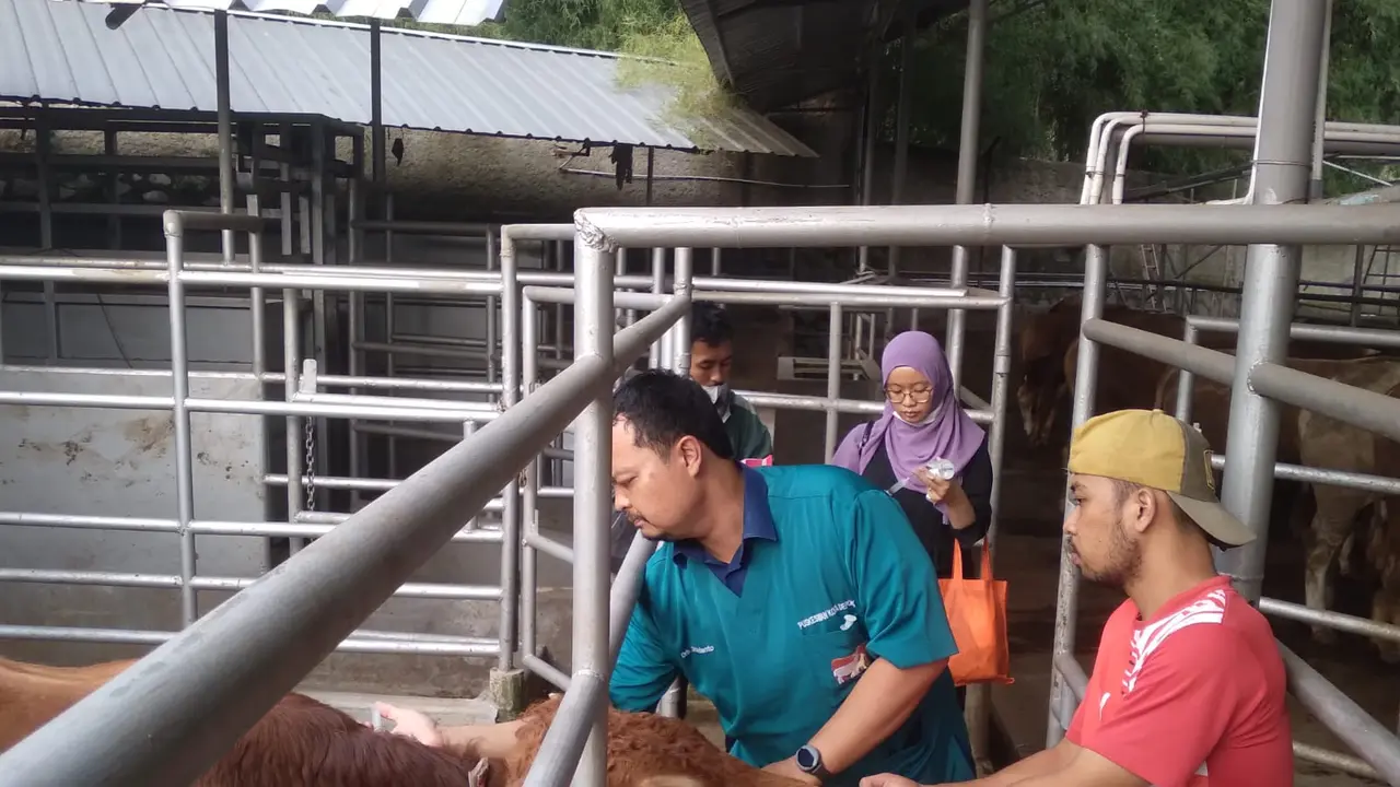Dinas Ketahanan Pangan Pertanian dan Perikanan (DKP3) Kota Depok menemukan puluhan sapi terkena virus lato-lato atau Lumpy Skin Disease (LSD).