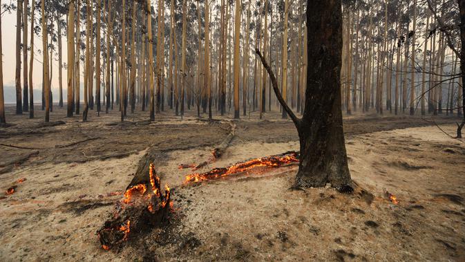 Sekitar 53.000 hektar hutan terbakar akibat bencana kebakaran di kota Waroona, Australia Barat, Kamis (7/1/2016). Dalam 24 jam setidaknya bencana tersebut telah menghancurkan sepertiga kota. (AFP PHOTO/DEPARTMENT OF FIRE AND EMERGENCY SERVICE)