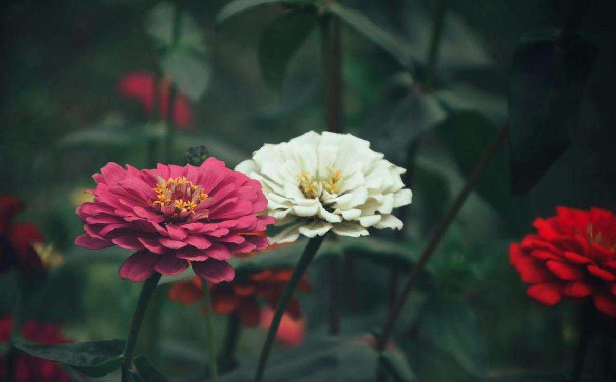 Bunga Zinnia
