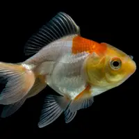 Mimpi melihat ikan mas/Copyright freepik.com/jcomp