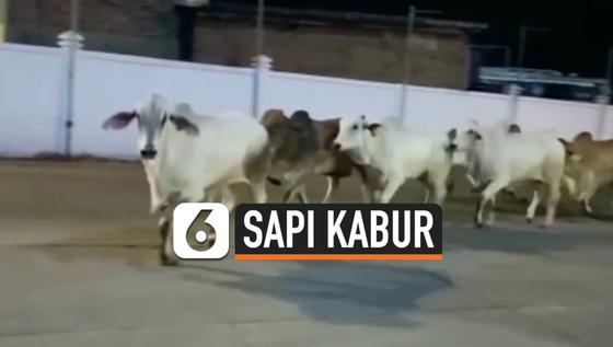 VIDEO: Belasan Sapi Kabur, Satu Kecebur ke Laut Pelabuhan Merak