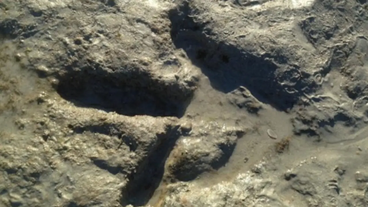 Jejak Kaki Dinosaurus Ditemukan di Pantai Australia