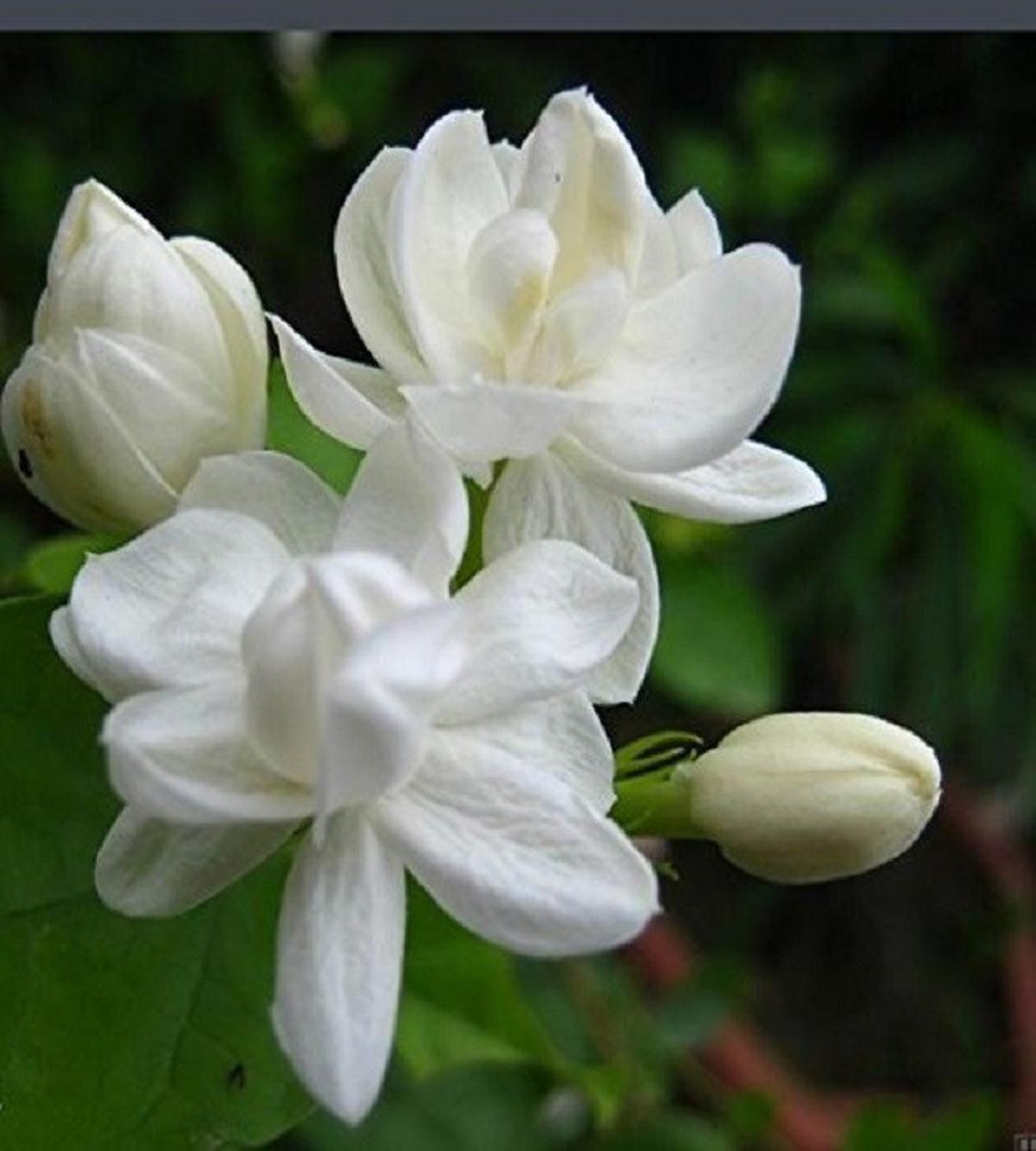 Bunga Melati