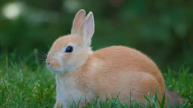 Rabbit