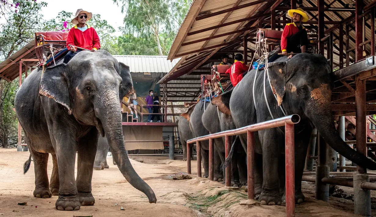 Mahout atau pawang bersama gajah mereka menunggu turis yang datang di Taman Chang Siam, Pattaya, Thailand, Rabu (12/2/2020). Chang Siam Park adalah salah satu primadona bagi wisatawan China di Pattaya  yang kini berangsur sepi karena penyebaran virus corona covid-19. (Mladen ANTONOV / AFP)