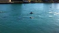 Persahabatab antara anjing dan lumba-lumba yang tak mengenal tempat. (Oddity Central)