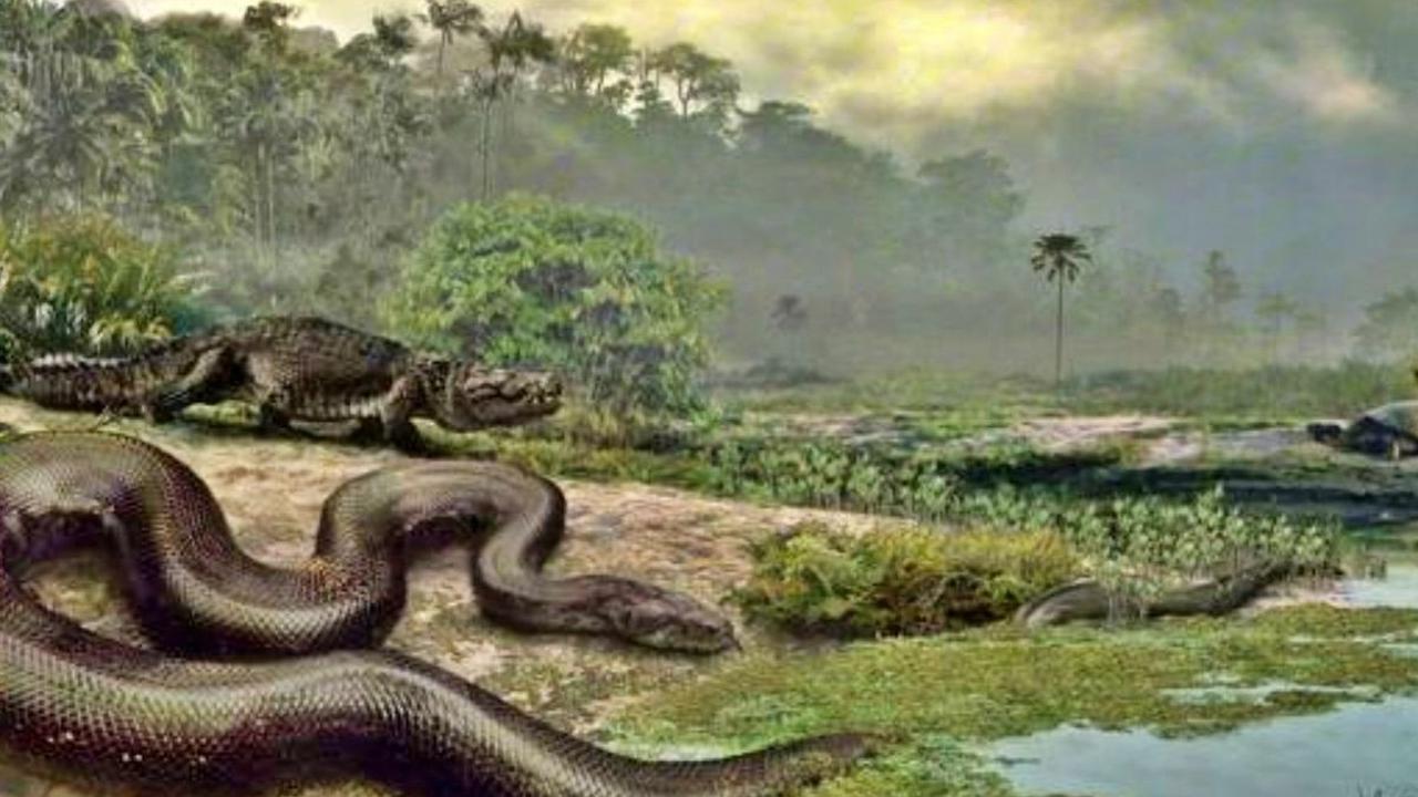 Untuk menemukan fosil, harus bisa melihat dan menjelajahi bebatuan yang bersembunyi di hutan hujan karena sering tertutup oleh vegetasi.