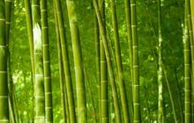Sidang kasus pemotongan bambu harus dihentikan