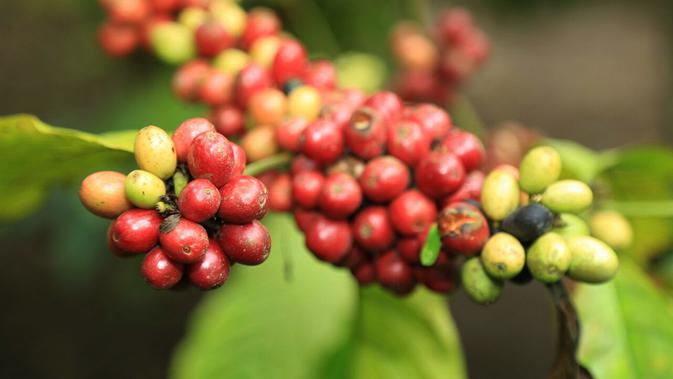 Ratusan hektare tanaman kopi robusta di lereng Gunung Semeru atau kolesem memasuki panen raya. (Liputan6.com/Dian Kurniawan)