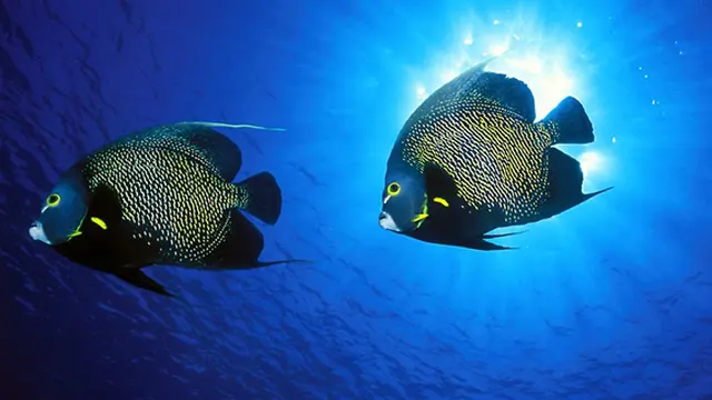 Foto: Copyright HDWallpapers