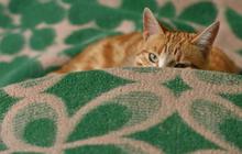 Sadis, Demi Konten Dua Pemuda Siksa Kucing dan Buang ke Laut