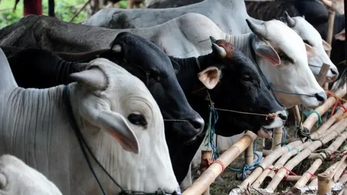 [Bintang] Mengintip Sapi Kurban Idul Adha Milik Jokowi di Jawa Timur