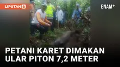 Geger! Petani Karet di Tanjabbar Dimakan Ular Piton