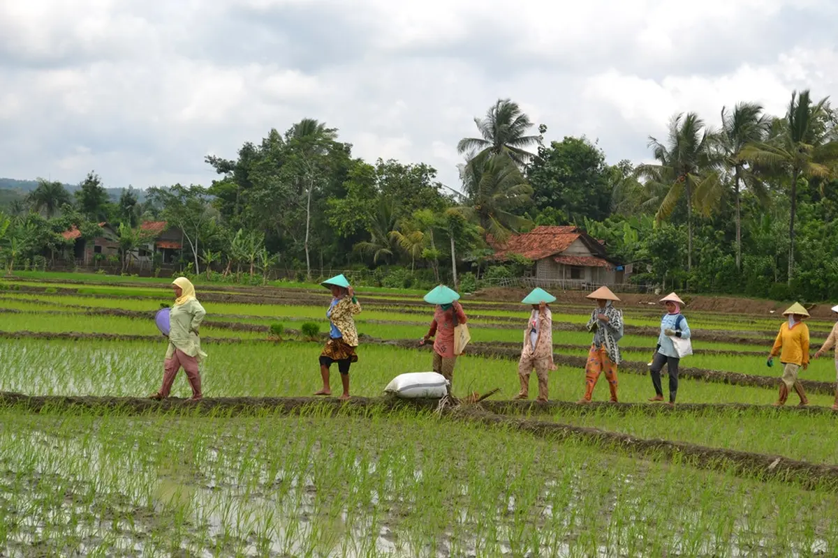 Pemandangan khas pedesaan, petani dan sawah, di Banyumas, Jawa Tengah. (Foto: Liputan6.com/Muhamad Ridlo)