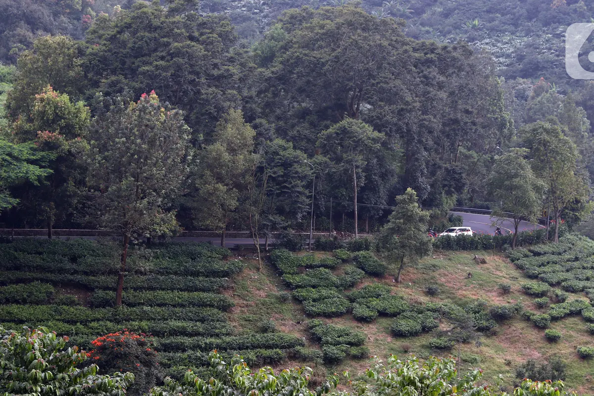 PSBB Bogor Raya, Jalur Menuju Puncak Lengang