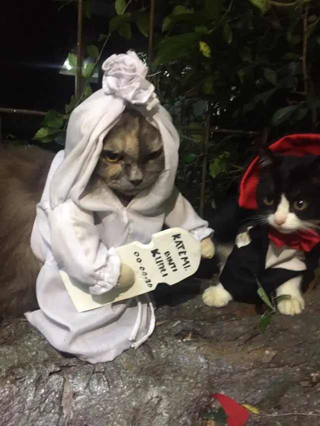 6 Pemotretan Kucing Tema Horor Ini Unik, Bikin Ngakak