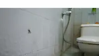 Cara Mengatasi Kutu Kamar Mandi yang Muncul Tiba-Tiba, Ikuti Triknya agar Tidak Datang Lagi