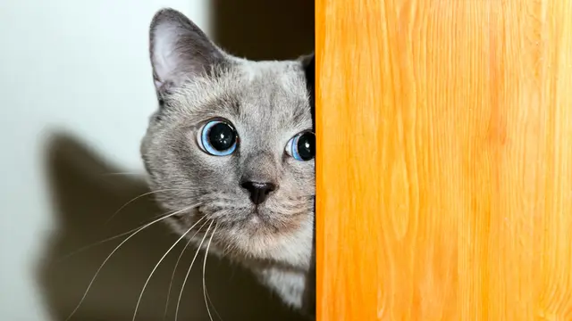 Kucing Mendadak Malas Main, 5 Hal Ini Bisa Jadi Penyebabnya