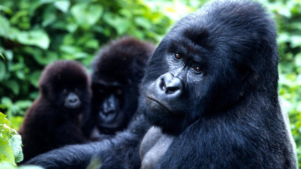 Video Viral Gorila Berdansa di Kebun Binatang Twycross 