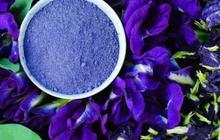 Cara Membuat Minuman Bunga Telang yang Sehat dan Banyak Khasiatnya