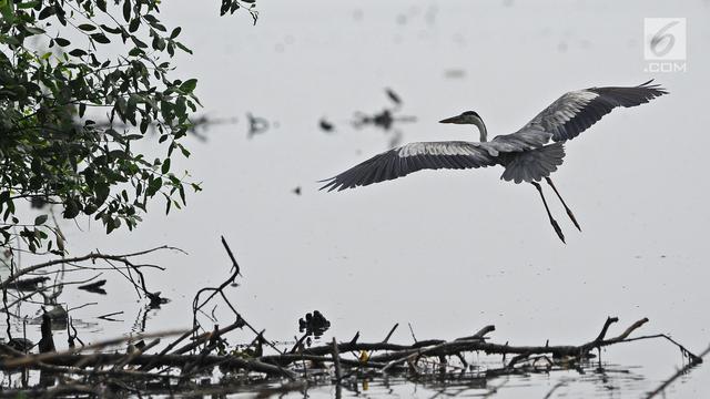 Hari Burung Migrasi Sedunia
