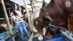  SPG mendata sapi wagyu yang dijual di Mall Hewan Qurban H. Doni, Depok, Jawa Barat, Senin (7/8). Sapi asal Jepang tersebut turut meramaikan penjualan hewan kurban di Depok yang dijual berkisar Rp75 juta hingga Rp200 juta. (Liputan6.com/Immanuel Antonius)