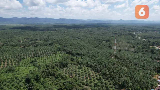 Hutan dan Sawit