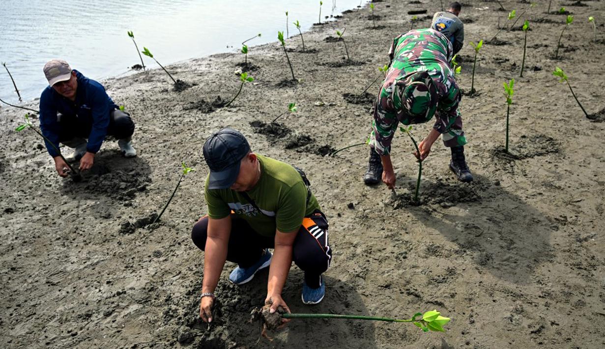 Penanaman ribuan bibit mangrove ini dilakukan di kawasan yang terdampak abrasi. (CHAIDEER MAHYUDDIN/AFP)