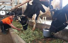 Terungkap! Kementan Gandeng Sulteng, Targetkan 240 Ribu Sapi Perah untuk Penuhi Separuh Kebutuhan Produksi Susu Nasional