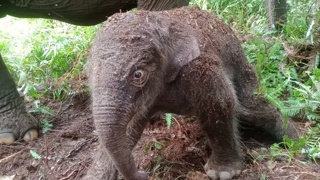 Selamat, Seekor Bayi Gajah Sumatera Lahir di Taman Nasional Tesso Nilo