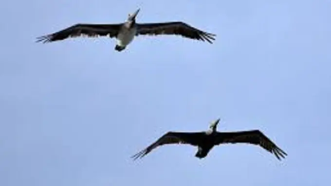 Gara-gara Obat Pencuci Perut, Burung Ini Bikin Heboh