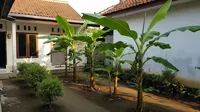 7 Jenis Pohon Pisang Pendek untuk Lahan Terbatas, Bisa Bikin Teduh dan Mempercantik Rumah