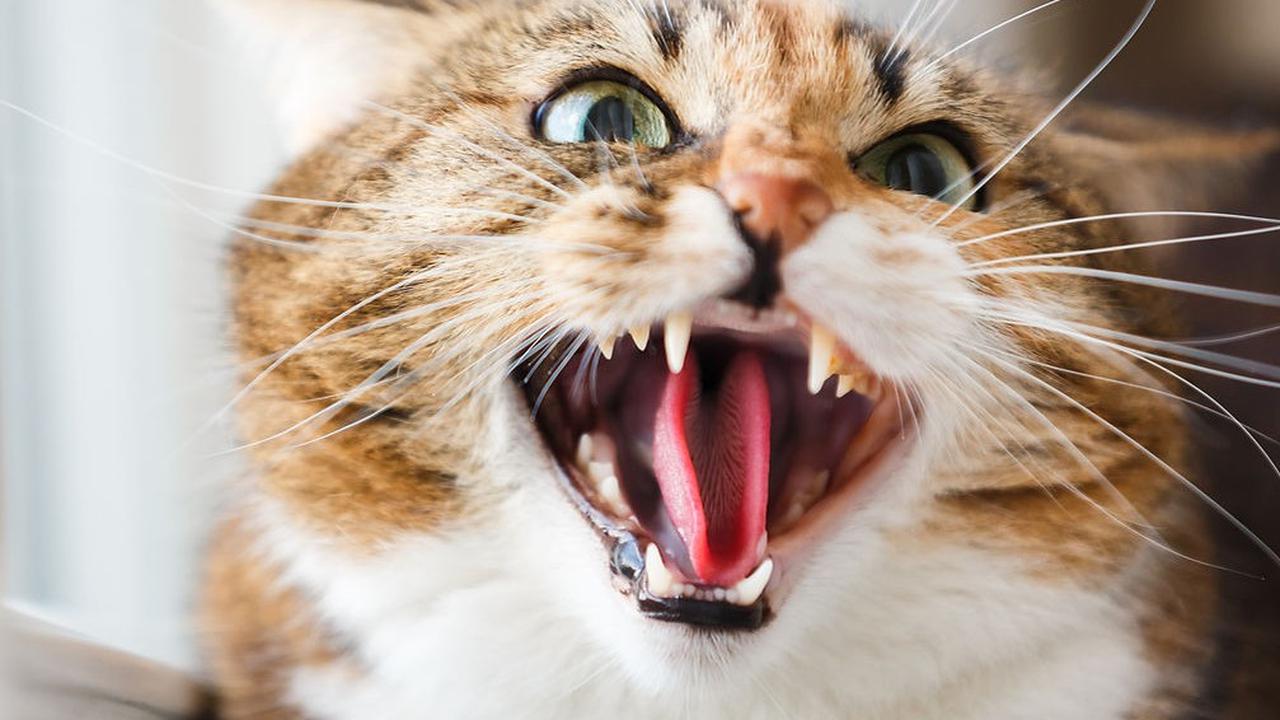 Penyebab Mengapa Kotoran Anjing dan Kucing lebih Bau Dibanding Ayam dan Sapi