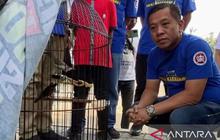 Tahukah Anda? Ratusan Kicau Mania Meriahkan Festival Lomba Burung Berkicau Karawang, Perebutkan Piala Bupati!