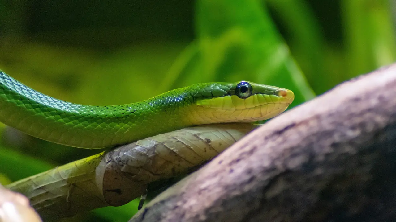 ular