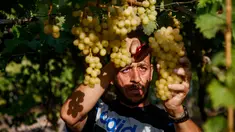 Petani memanen buah anggur di sebuah pertanian di Kota Gaza, Palestina, Selasa (6/8/2019). Bertani merupakan mata pencaharian utama penduduk Palestina, termasuk di Gaza. (Mohammed ABED/AFP)