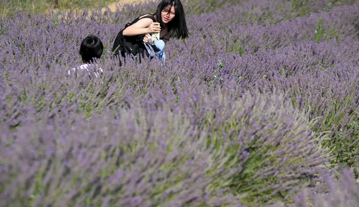Banyak wisatawan dari luar negeri berdatangan untuk melihat keindahan dari ladang lavender tersebut. (Nicolas TUCAT / AFP)