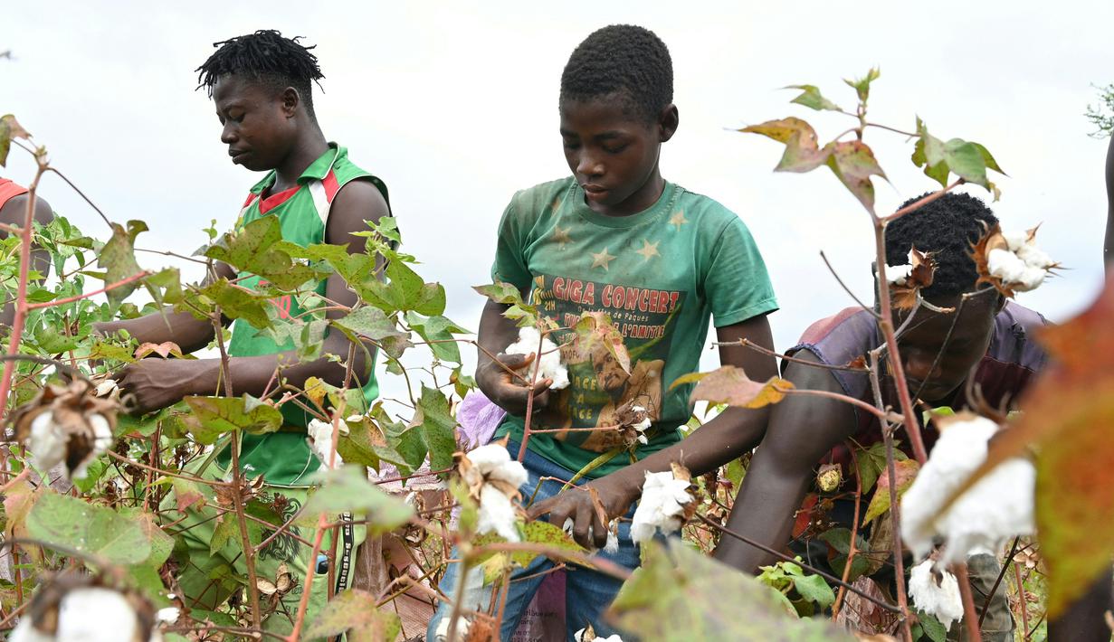Sejumlah petani memanen kapas di ladang dekat Boromo, Burkina Faso, 19 Oktober 2021. Jutaan orang di Burkina Faso mengandalkan hidupnya dari kapas. (ISSOUF SANOGO/AFP)